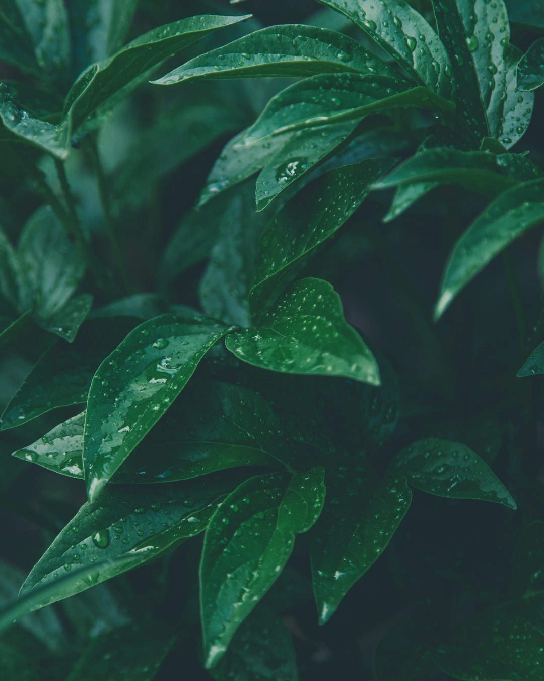 Masaüstü arka planı bilgisayar performansını etkilermi ?